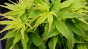 - Acer palmatum 'Tattoo' Dwarf Japanese Maple - Mr Maple │ Buy Japanese Maple Trees