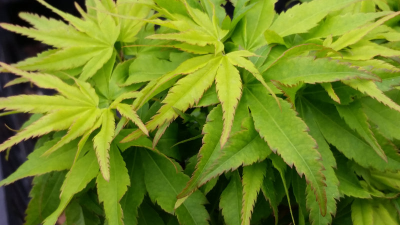 - Acer palmatum 'Tattoo' Dwarf Japanese Maple - Mr Maple │ Buy Japanese Maple Trees