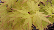 - Acer palmatum 'Orange Dream' Japanese Maple - Mr Maple │ Buy Japanese Maple Trees