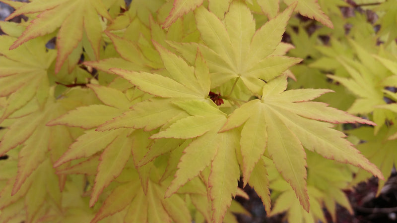- Acer palmatum 'Orange Dream' Japanese Maple - Mr Maple │ Buy Japanese Maple Trees