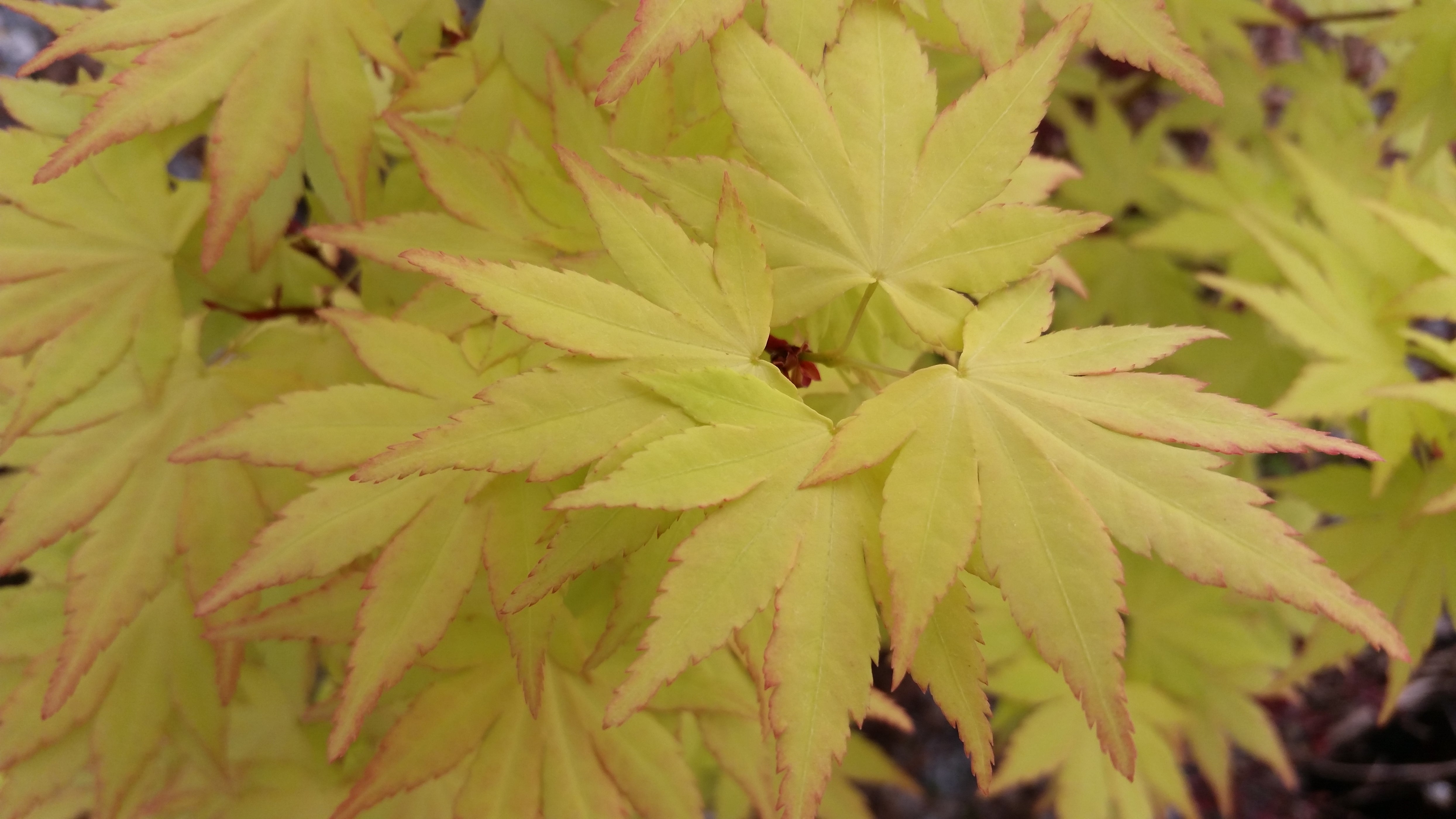 Buy Acer palmatum 'Orange Dream' Japanese Maple — Mr Maple │ Buy