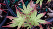 - Acer palmatum 'Phantom Flame' Japanese Maple - Mr Maple │ Buy Japanese Maple Trees