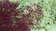 - Acer palmatum 'Red Filigree Lace' Dwarf Japanese Maple - Mr Maple │ Buy Japanese Maple Trees