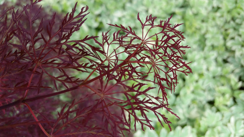 - Acer palmatum 'Red Filigree Lace' Dwarf Japanese Maple - Mr Maple │ Buy Japanese Maple Trees