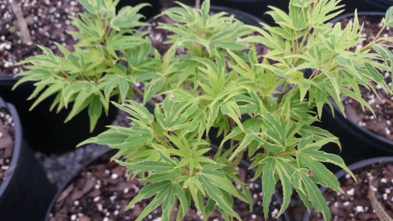 - Acer palmatum Kryptonite™ Japanese Maple - Mr Maple │ Buy Japanese Maple Trees