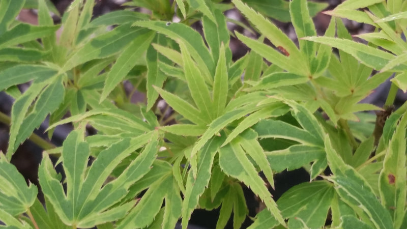- Acer palmatum Kryptonite™ Japanese Maple - Mr Maple │ Buy Japanese Maple Trees