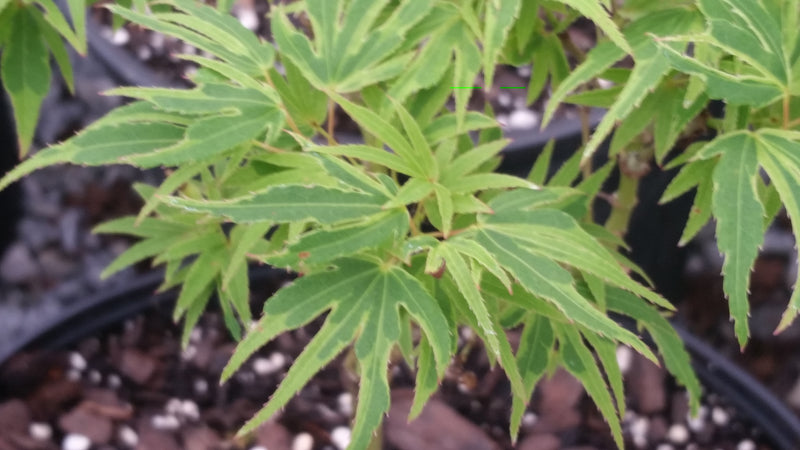 - Acer palmatum Kryptonite™ Japanese Maple - Mr Maple │ Buy Japanese Maple Trees