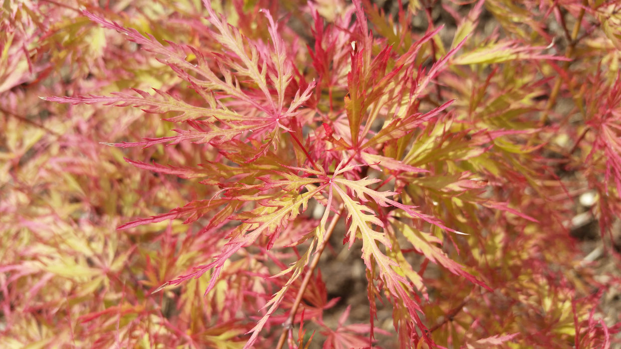 Acer palmatum 'Baldsmith' Laceleaf Japanese Maple
