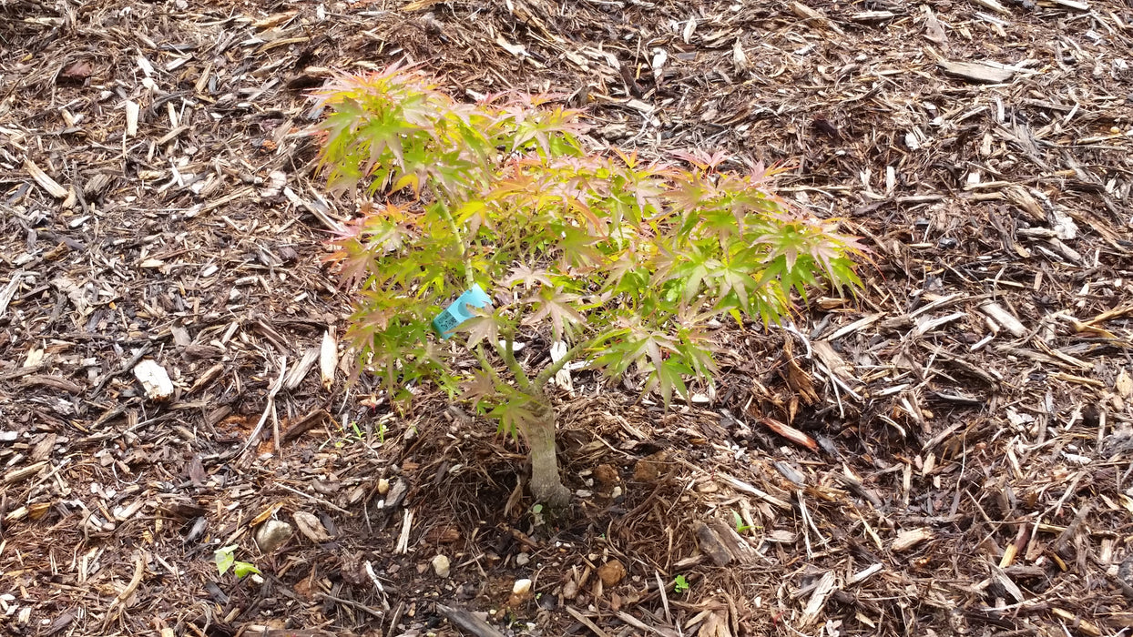Acer palmatum 'Tom Thumb' Dwarf Japanese Maple