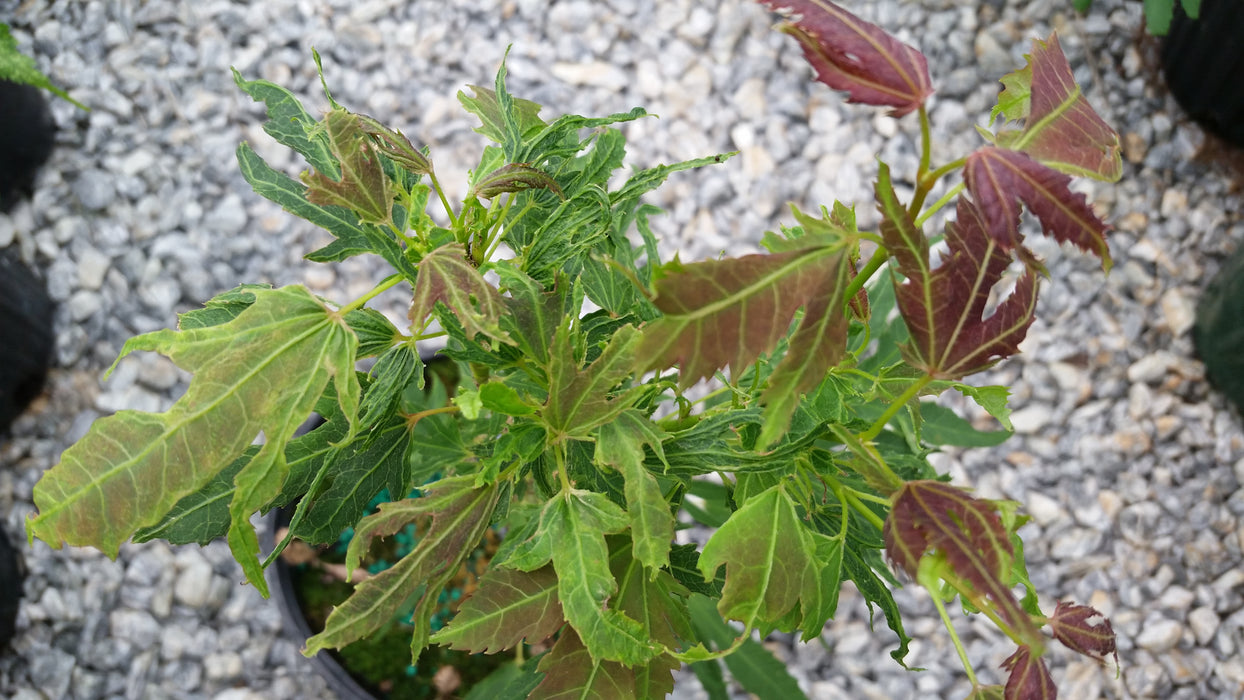 Acer campbellii 'Boney Fingers' Rare Japanese Maple