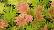 - FOR PICKUP ONLY | Acer shirasawanum Moonrise™ Full Moon Japanese Maple | DOES NOT SHIP - Mr Maple │ Buy Japanese Maple Trees