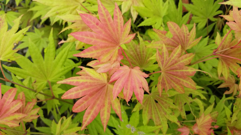 - FOR PICKUP ONLY | Acer shirasawanum Moonrise™ Full Moon Japanese Maple | DOES NOT SHIP - Mr Maple │ Buy Japanese Maple Trees