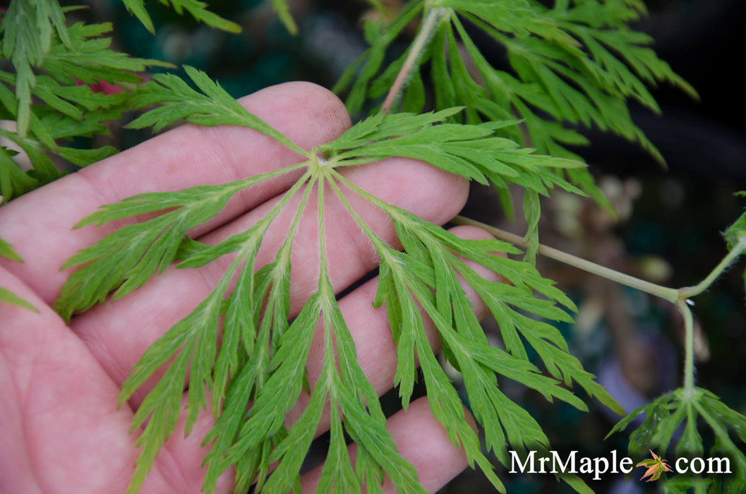 Acer japonicum 'Dissectum' Weeping Laceleaf Full Moon Japanese Maple