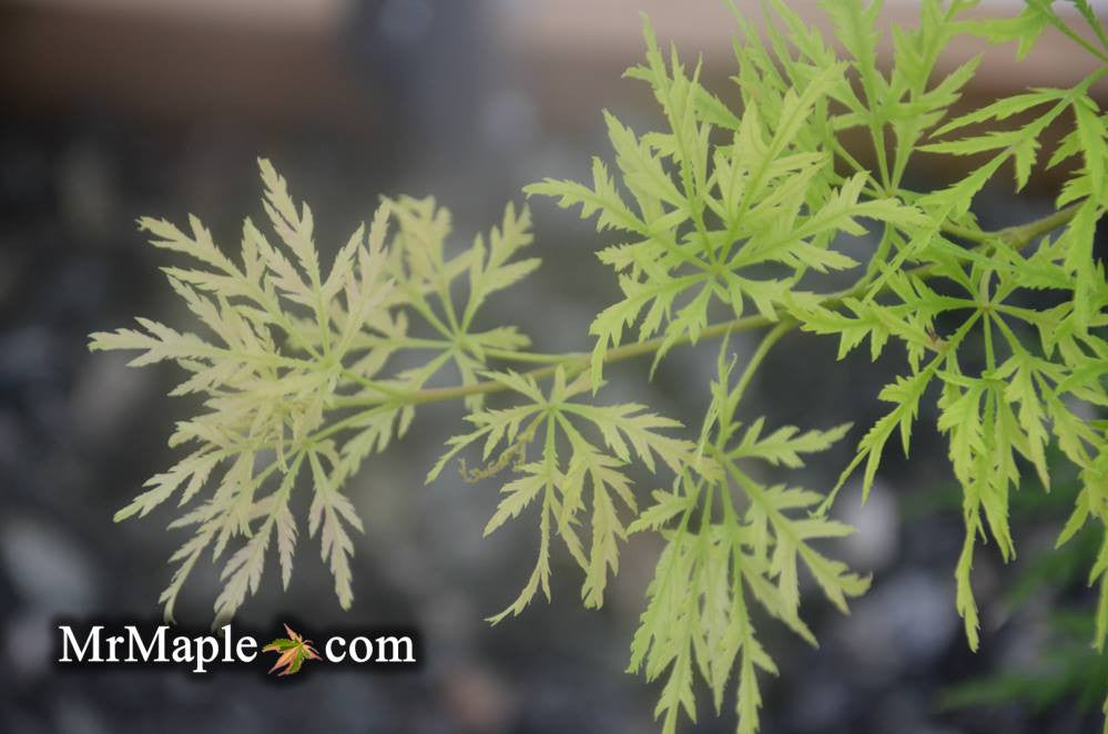 Acer palmatum 'Lemon Chiffon' Weeping Japanese Maple