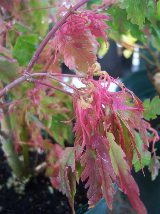 Acer palmatum 'Verkade's Jacus Potus' Japanese Maple