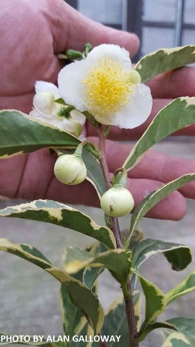 Camellia sinensis 'Fuiri' White Flowering Tea Camellia