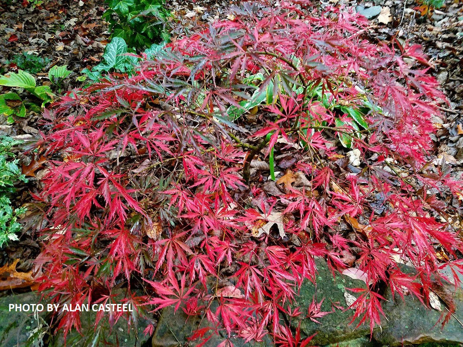 Acer palmatum 'Dissectum Nigrum' Weeping Red Japanese Maple