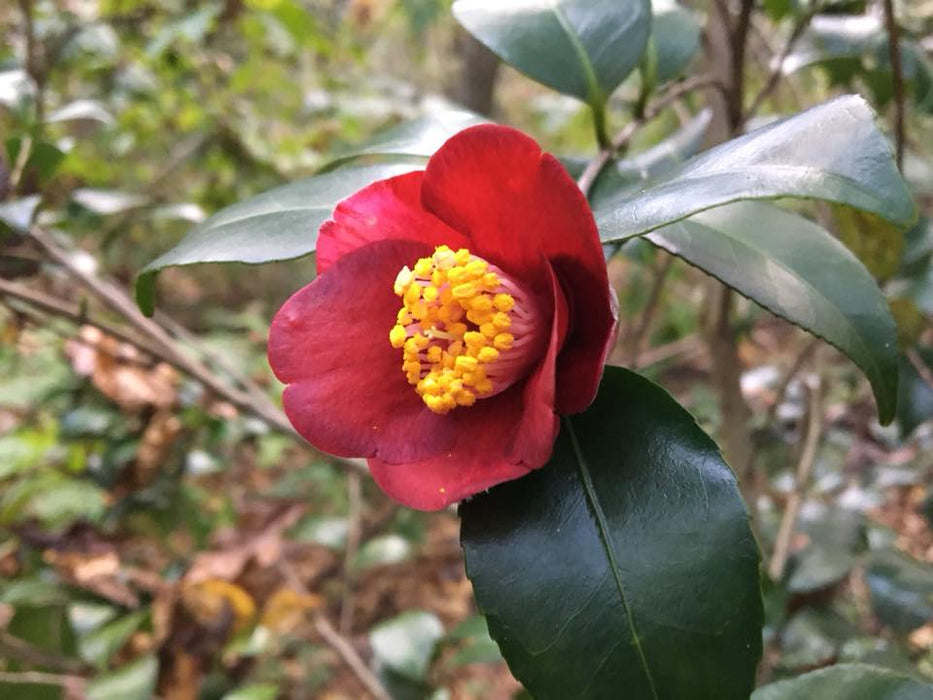 Camellia japonica 'Korean Fire' Red Flowering Zone 6 Cold Hardy Camellia