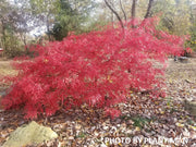 - Acer palmatum 'Baldsmith' Laceleaf Japanese Maple - Mr Maple │ Buy Japanese Maple Trees