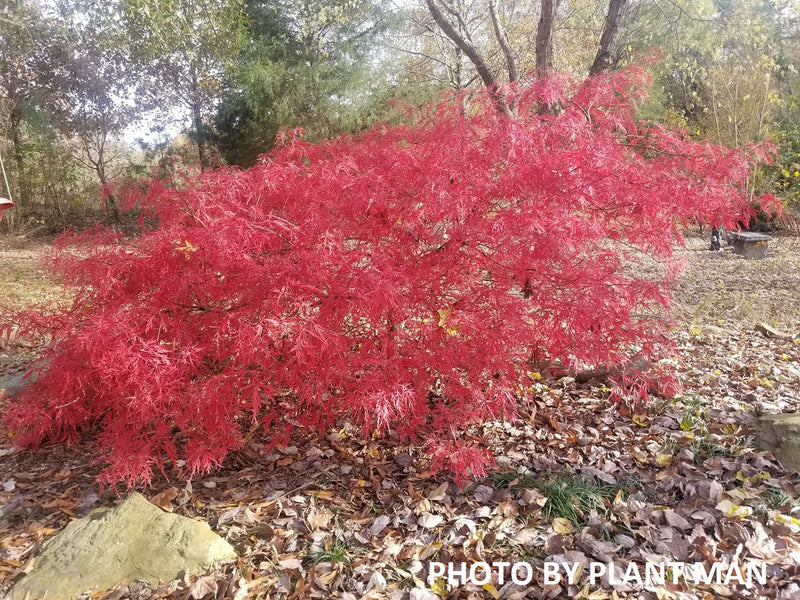 - Acer palmatum 'Baldsmith' Laceleaf Japanese Maple - Mr Maple │ Buy Japanese Maple Trees