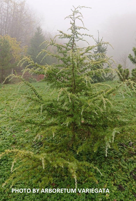 Cedrus deodara 'Lime Glow' Golden Himalayan Cedar
