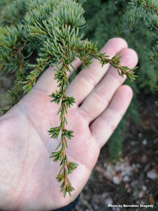 Cedrus libani ssp brevifolia Cyprus Cedar