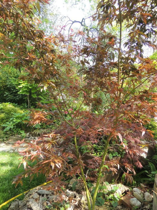 Acer palmatum 'Beni hagoromo' Japanese Maple