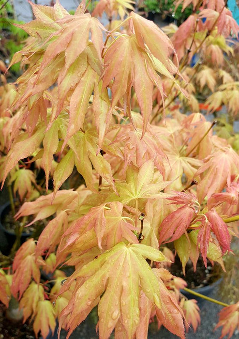Acer palmatum 'Mizu kigure' Japanese Maple