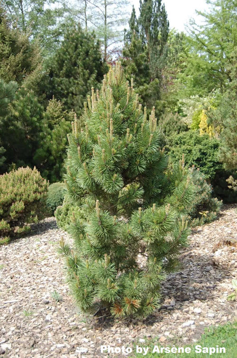 Pinus contorta 'Willow Creek' Dwarf Shore Pine Tree
