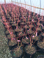 - Acer palmatum 'Wildfire' Coral bark Winter Interest Japanese Maple - Mr Maple │ Buy Japanese Maple Trees
