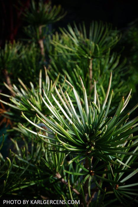 Sciadopitys verticillata 'Richie's Cushion' Japanese Umbrella Pine Tree