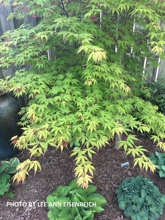 Acer palmatum 'Christy Ann' Green Japanese Maple
