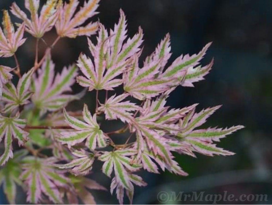 Acer palmatum 'Alpenweiss' Variegated Japanese Maple