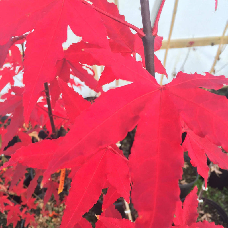 - Acer oliverianum 'Hot Blonde' Golden Japanese Maple - Mr Maple │ Buy Japanese Maple Trees