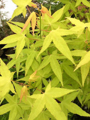 - Acer oliverianum 'Hot Blonde' Golden Japanese Maple - Mr Maple │ Buy Japanese Maple Trees