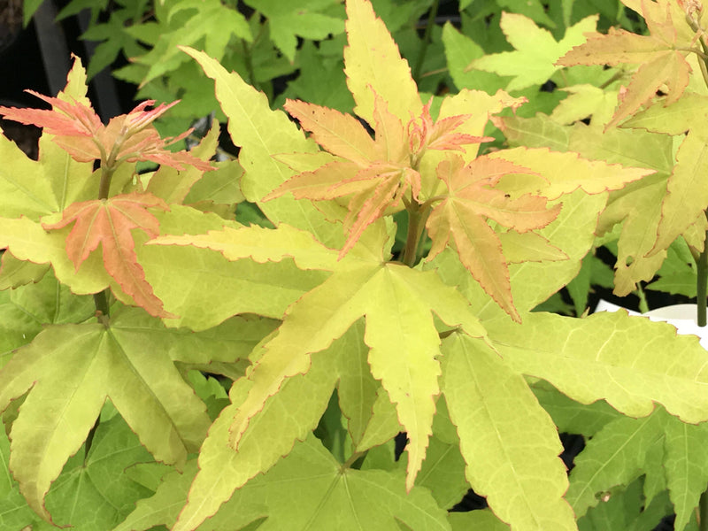 - Acer oliverianum 'Hot Blonde' Golden Japanese Maple - Mr Maple │ Buy Japanese Maple Trees