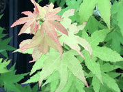 - Acer oliverianum 'Hot Blonde' Golden Japanese Maple - Mr Maple │ Buy Japanese Maple Trees