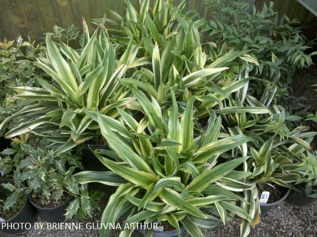 Rohdea japonica 'Mure suzume' Variegated Omoto Sacred Lily