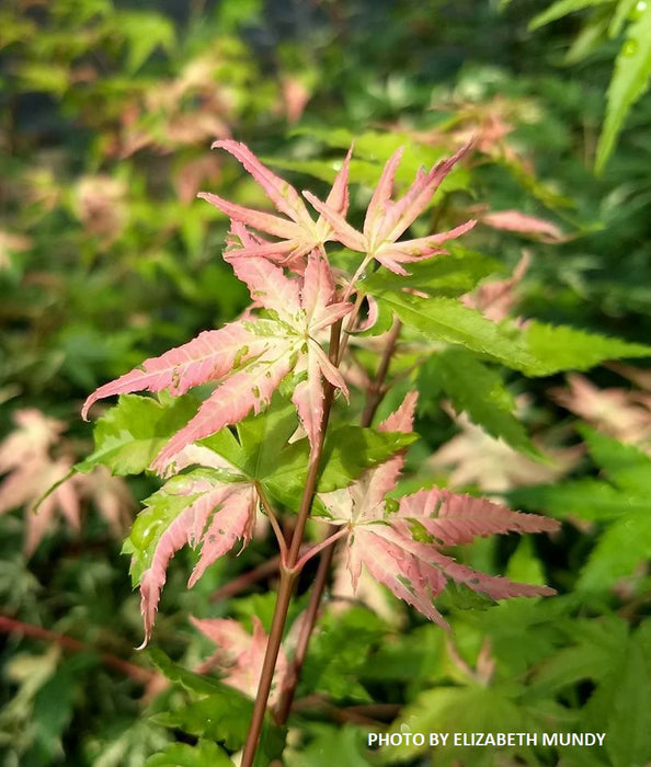 Acer palmatum 'Mai zuru' Pink Variegated Japanese Maple