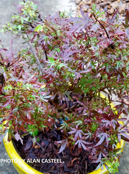 Acer palmatum 'King George Broom' Dwarf Red KGB Japanese Maple Tree