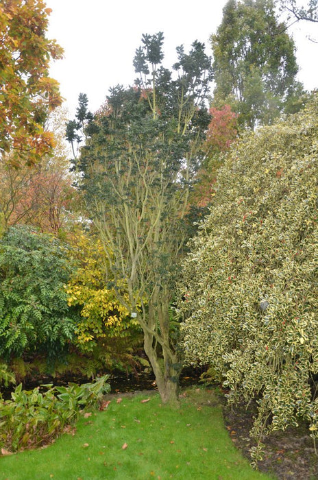 Fraxinus excelsior 'Crispa' Dwarf Ash Tree