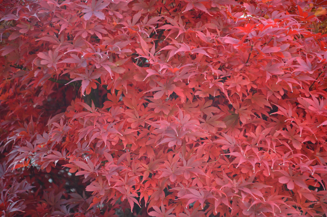 Acer palmatum 'Skeeter's Broom’ Narrow Red Japanese Maple