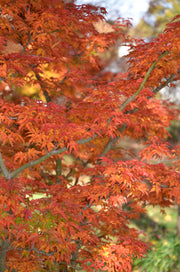 - Acer palmatum 'Shishigashira' Lion's Head Japanese Maple - Mr Maple │ Buy Japanese Maple Trees