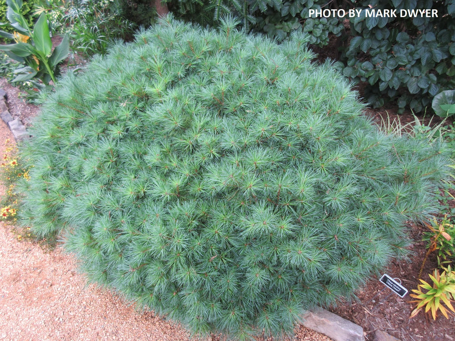 Pinus strobus 'Elkins Dwarf' Dwarf White Pine Tree