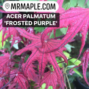 - Acer palmatum 'Frosted Purple' Japanese Maple - Mr Maple │ Buy Japanese Maple Trees