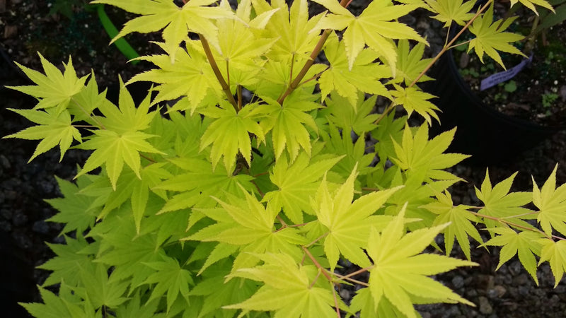 - Acer shirasawanum 'Jordan' Golden Full Moon Japanese Maple - Mr Maple │ Buy Japanese Maple Trees