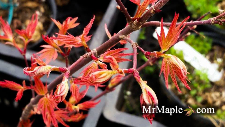 Acer palmatum 'Kawahara Rose' Japanese Maple
