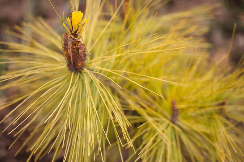Pinus densiflora 'Aurea' Golden Japanese Red Pine Tree