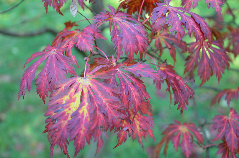 - Acer japonicum 'Mai kujaku' Dancing Peacock Japanese Maple - Mr Maple │ Buy Japanese Maple Trees