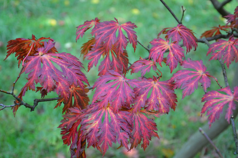 - Acer japonicum 'Mai kujaku' Dancing Peacock Japanese Maple - Mr Maple │ Buy Japanese Maple Trees